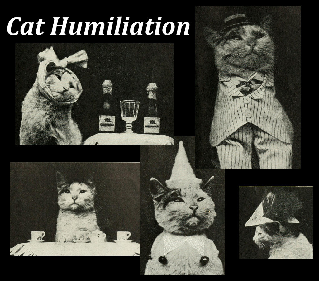 Cat Humiliation