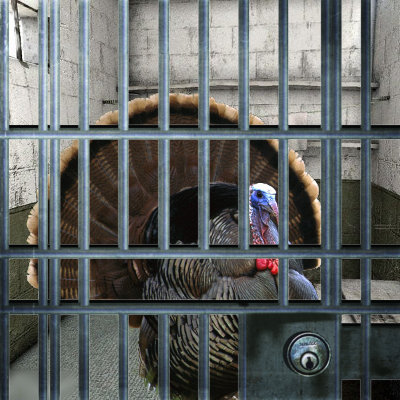 Herbert H Turkey in Jail