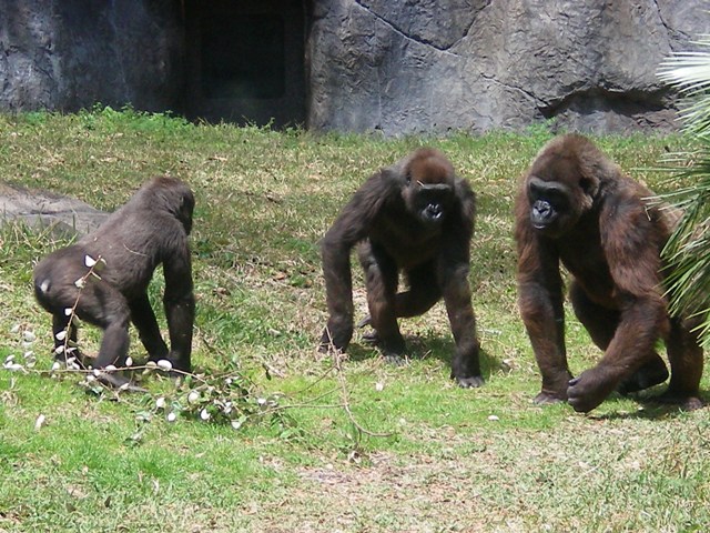 JoesDump Randomals: Gorillas