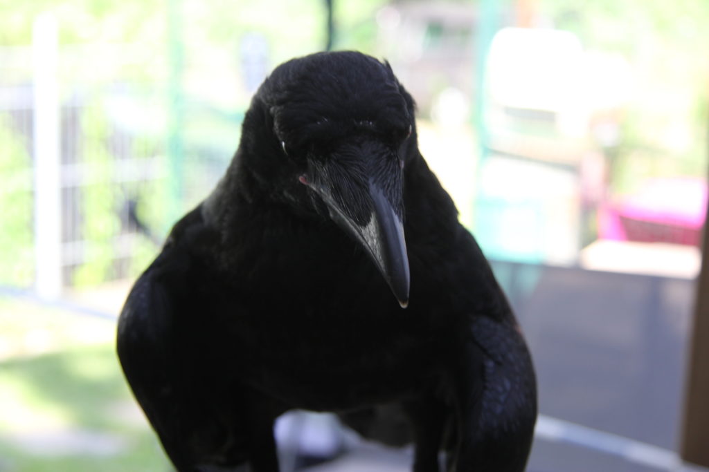 JoesDump Randomals: Crow